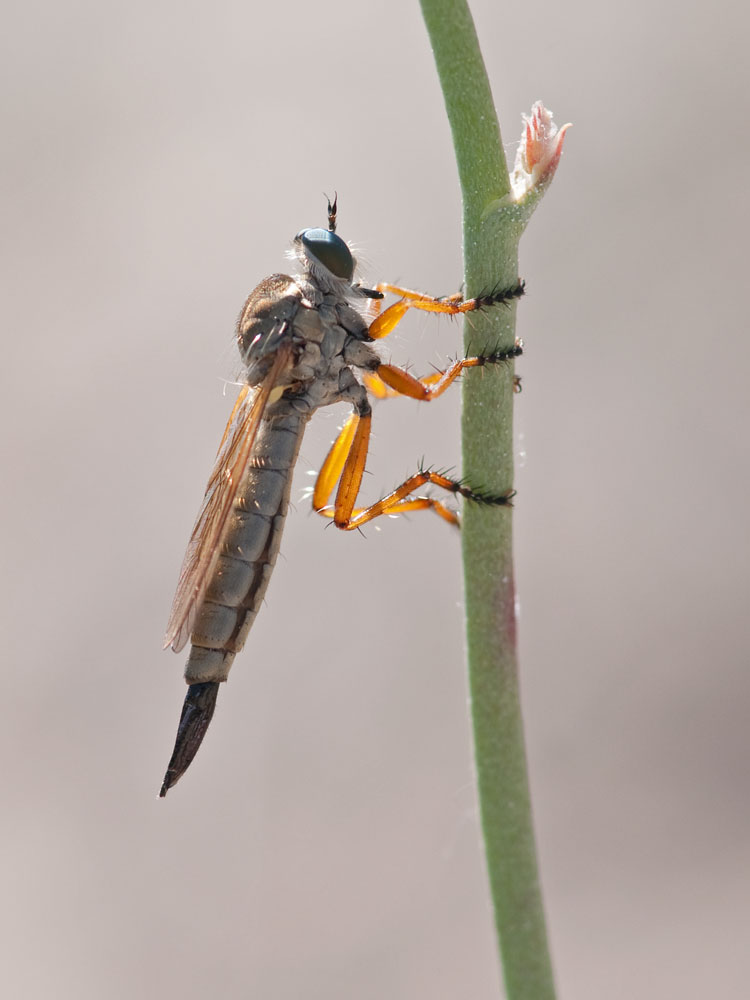 Aneomochtherus spec